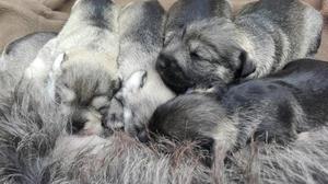 Se vende perros schnauzer