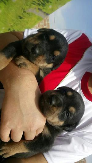 Se venden lindos cachorritos Rottwailer