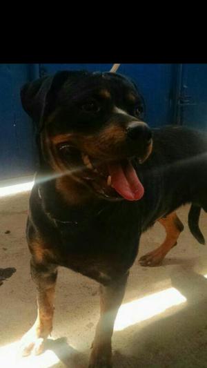 Servicio de Monta Rottweilers