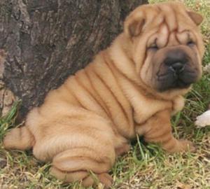 Sharpei