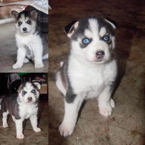 Siberian Husky