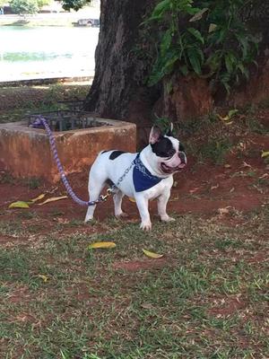 VENDO HERMOSOS CACHORROS BULLDOG FRANCES VACUNADOS PAPAS