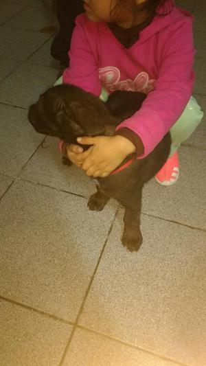 Vendo Cachorro de Raza Presa Canario