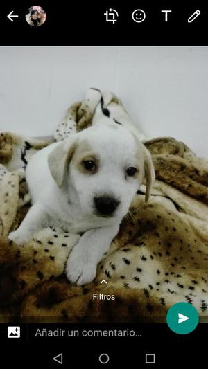 Vendo Mi Cachorra Beagle Hermosa