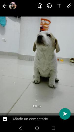 Vendo Mi Hermosa Cachorra Beagle