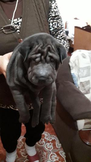 Vendo Perro Sharpei