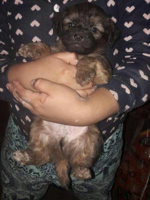 Vendo cachorrito de raza Shih tzu