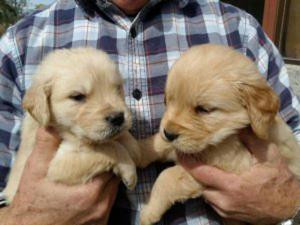 Venta de Cachorros Golden Retrievers