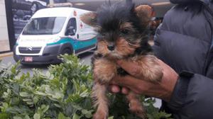 Yorkshire Terrier