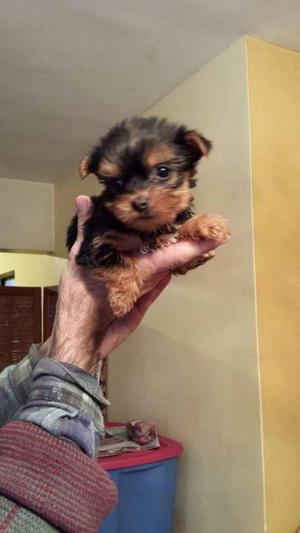 Yorkshire Terrier Finos Cariñosos Ofeeta