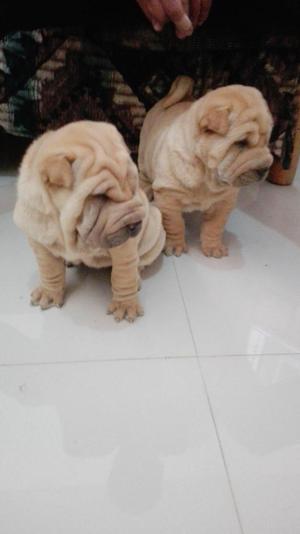 cachorros sharpei