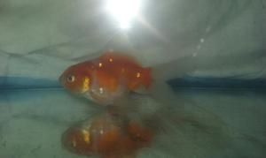 en Venta Goldfish Un Poco Perlado