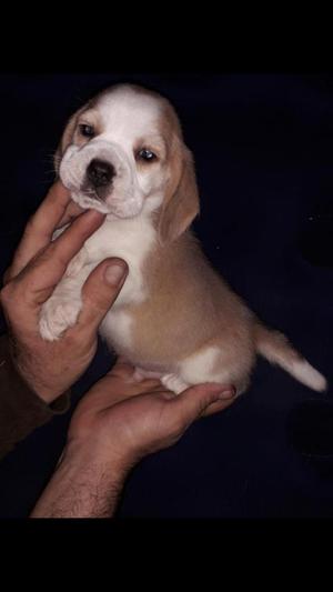 A la venta cachorros beagle