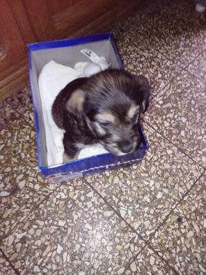 Adopcion