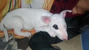 Bull Terrier