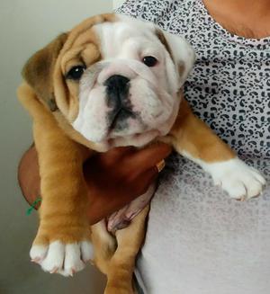 Bulldog Ingles Macho Diponible