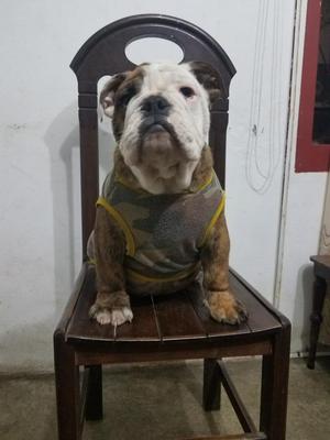 Bulldog Ingles Pedigrí Dorado