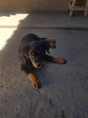 Cachorra Rottweiler