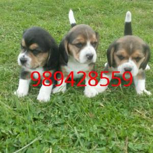 Cachorritos Beagle Tricolores