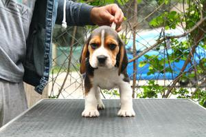 Cachorro Beagle disponible