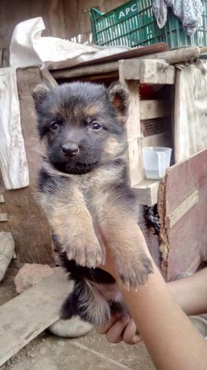 Cachorro Pastor Aleman