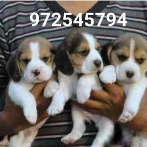 Cachorros Beagle Tricolores