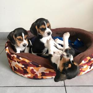 Cachorros Beagles en Venta