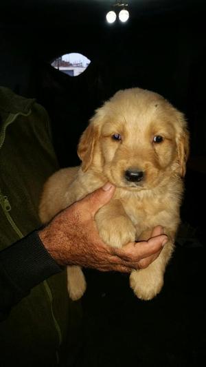 Cachorros Golden Retriver