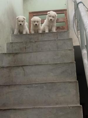 Cachorros Samoyedos