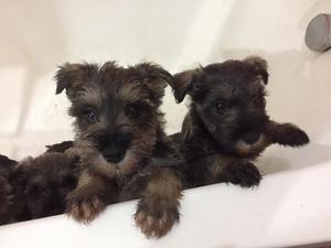 Cachorros Schnauzer