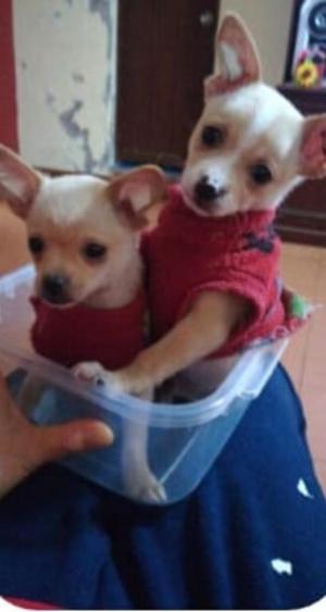 Chihuahuas Toy Vacunados 2 Meses