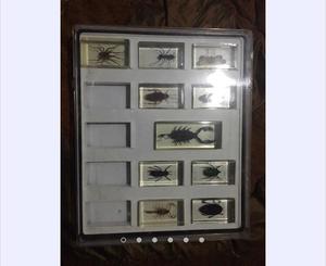Colección Bichos Periódico Comercio Insectos con Folleto