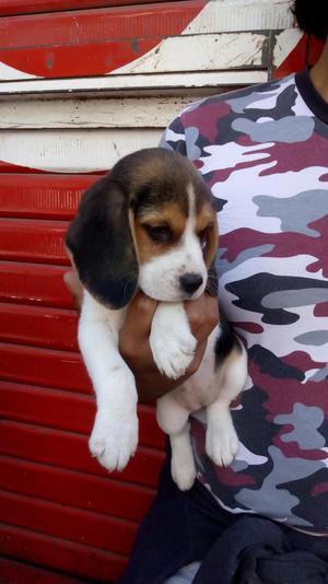 En venta beagle