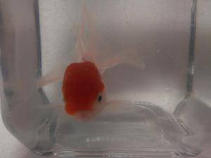 Goldfish de 9cma25soles