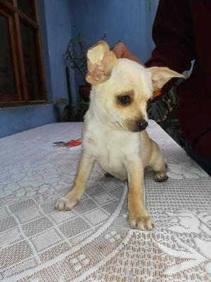 Lindo Chihuahua Macho