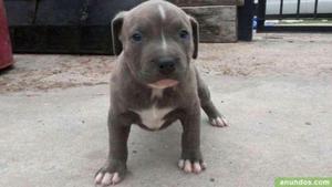 Me Gustaria Adoptar Un Cachorro Pitbull