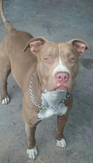 Monta Pitbull 200 Soles