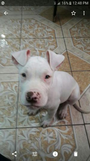 Ocasion Pitbull Orijinal