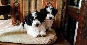 Poodle Caniche Arlequín Argentino Raza Pura