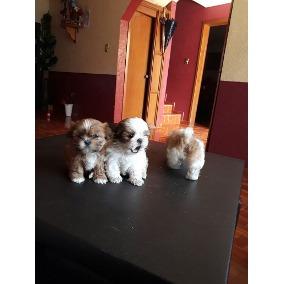 SHITZU MIS HERMOSOS CACHORRITOS