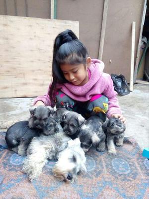 Se Vende Perros Schnauzer