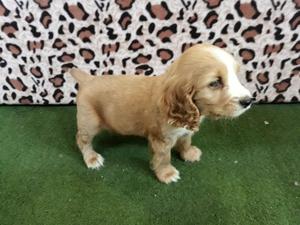 Ultima Cocker Spaniel