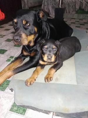 Una Rottwiler de 2 Meses Esta con Mama