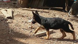 Vendo Cachorrita Pastor Aleman