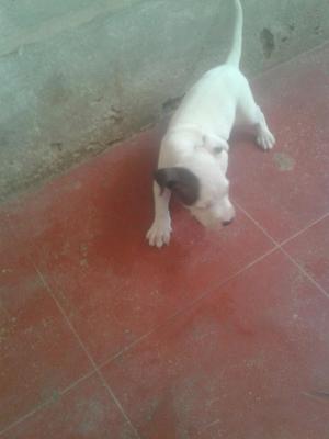 Vendo Cachorro Cruce Pitbul Y Stanford