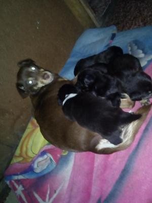 Vendo Cachorros de Raza Pequeña