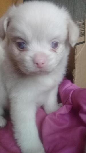 Vendo Pequines Albino