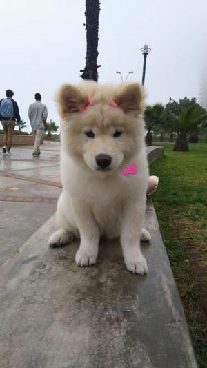 Venta samoyedo hembra de 5 meses