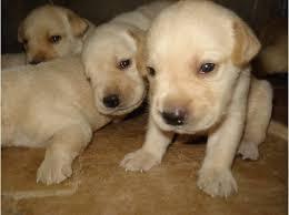 labrador cachorritos hermosos