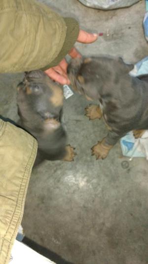 American Bully Pocket